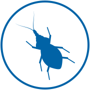 'kissing bug' icon